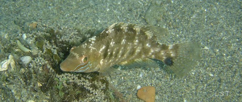 Archivo:Symphodus cinereus.jpg