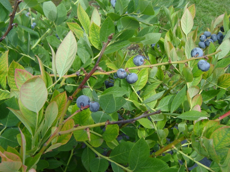 Archivo:Tizon en ramas.JPG