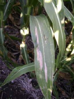 Tizon gris de la hoja.jpg