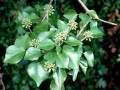 Miniatura de la versión del 09:07 26 may 2011
