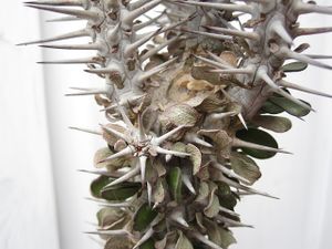 ALLUAUDIA MONTAGNACII ..JPG