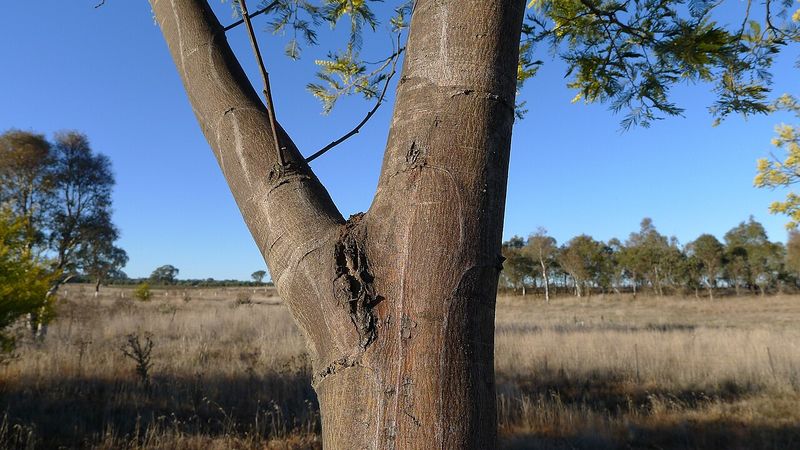 Archivo:Acacia dealbata 5.jpg