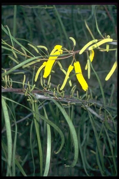 Archivo:Acacia lasiocalyx 3.jpg