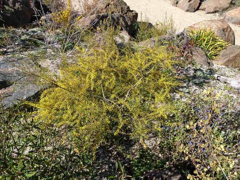 Archivo:Acacia menzelii.jpg