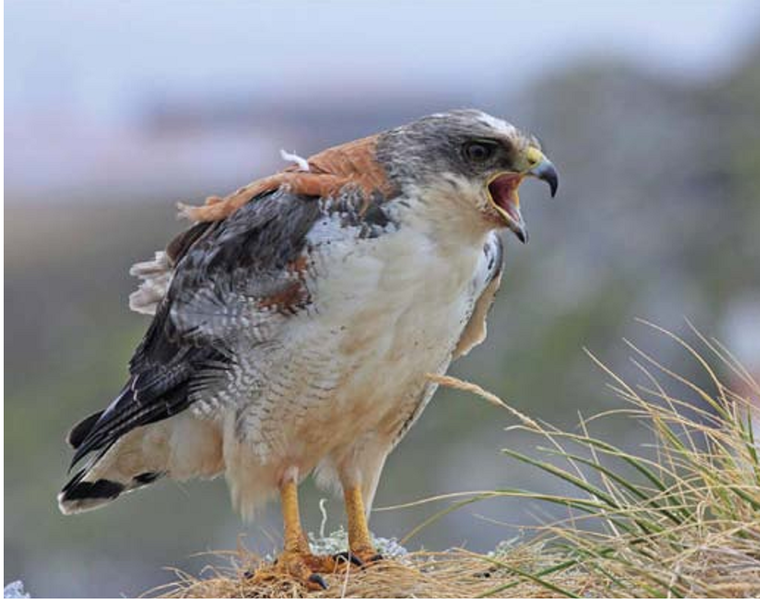 Archivo:Aguilucho Morro Moreno.png