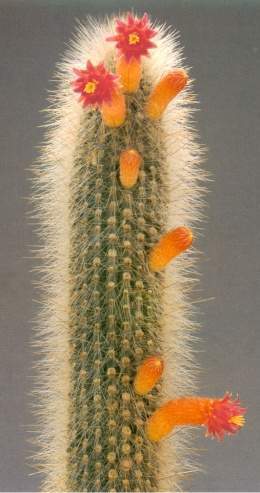 Cleistocactus laniceps.jpg