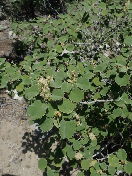 Archivo:Croton cotoneaster.jpg