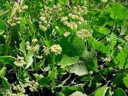 Hydrocotyle poeppigii.jpg