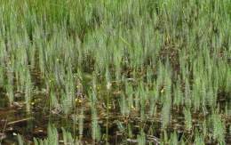 Plantas-acuaticas-hippuris-vulgaris.jpg