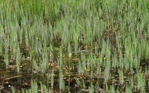 Plantas-acuaticas-hippuris-vulgaris.jpg