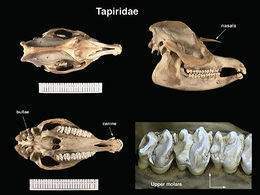 Tapiridae1.jpg