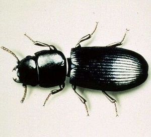 Tenebroides mauritanicus.jpg