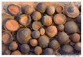 Miniatura de la versión del 12:35 22 ene 2022