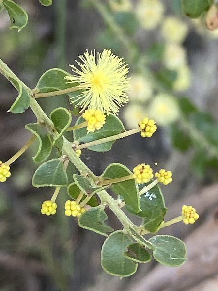 Archivo:Acacia clandullensis 2.jpg