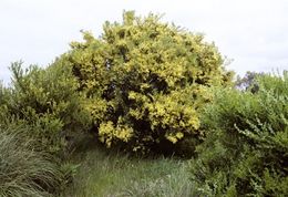 Acacia littorea.jpg