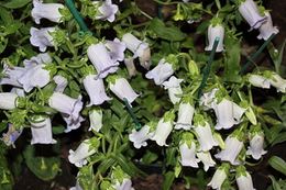 Campanula medium.JPG