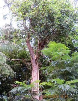 Ficus tristaniifolia.jpg