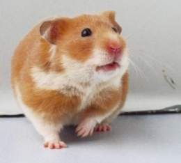 Hamster-dorado-300x270.jpg