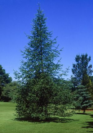 Larix-kaempferi.jpg