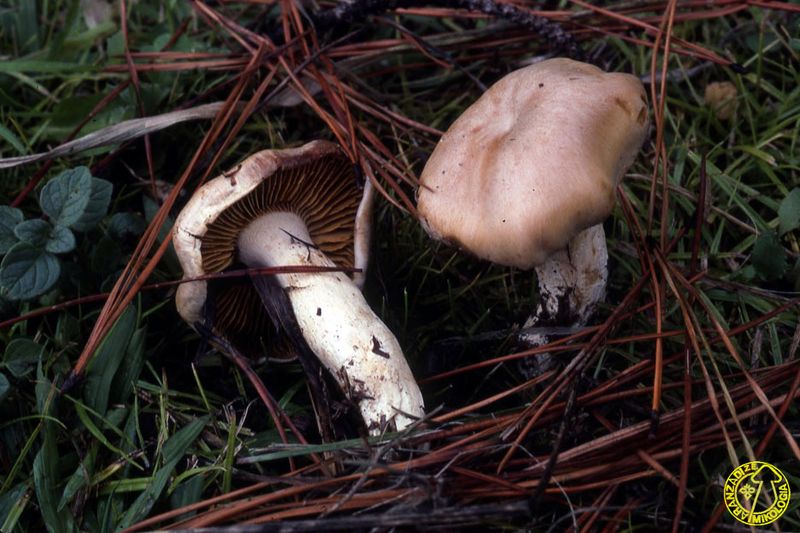 Archivo:Ochroleucus.jpg