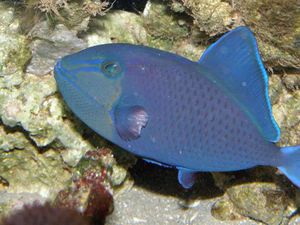 Odonus-Niger1.jpg