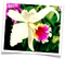 Orquídeas6.png