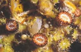 Phacelocyathus flos.JPG