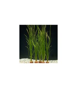 Plantas-de-acuario-vallisneria-nana.jpg