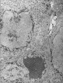 Miniatura de la versión del 14:40 3 mar 2013