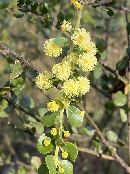 Archivo:Acacia clandullensis 1.jpg