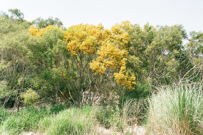Archivo:Acacia confusa 1.jpg