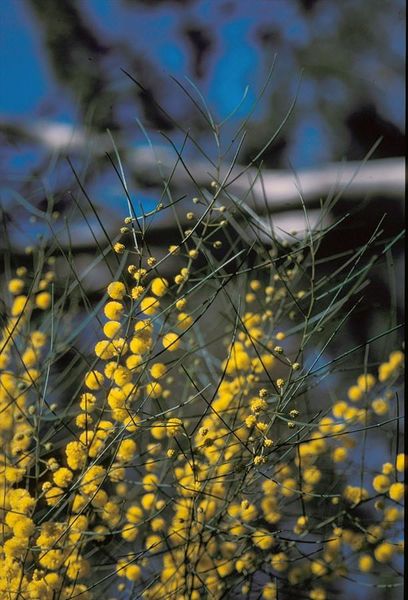 Archivo:Acacia gracilifolia.jpg