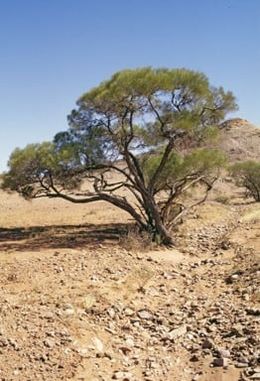 Acacia latzii.jpg