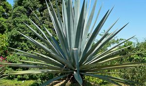 Agave gris.jpg