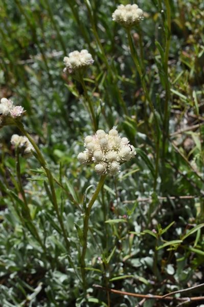 Archivo:Antennaria argentea.jpg
