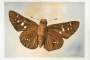Serie Mariposas