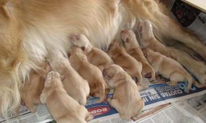 Cachorros.jpg