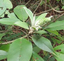 Croton ameliae.jpeg