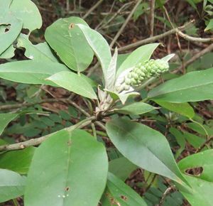 Croton ameliae.jpeg