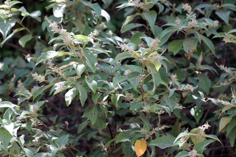 Archivo:Croton jutiapensis.jpg