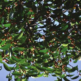 Ficus sundaica.jpg