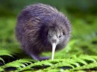Kiwi 1.jpg