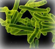 Mycobacterium.jpg