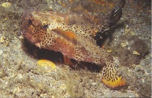 Ogcocephalus radiatus.jpg