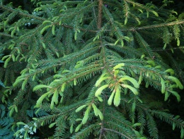 Picea koraiensis.JPG
