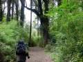 Puyehue222.jpg
