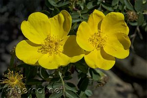 Rosa foetida.jpg