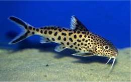 Synodontis.jpg