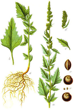 405px-Chenopodium album Sturm27.jpg