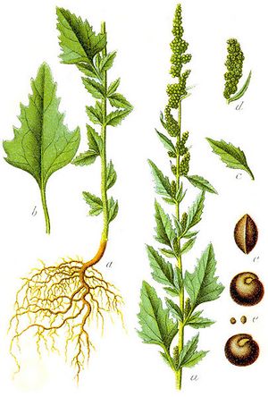 405px-Chenopodium album Sturm27.jpg